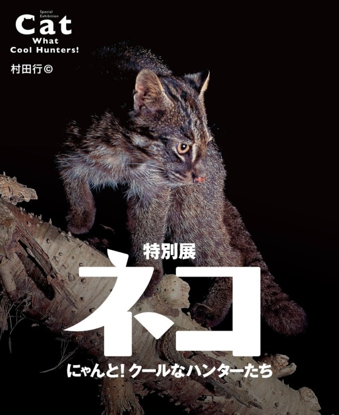 7月15日（土）～ 9月18日（月・祝）名古屋市科学館で開催 特別展「ネコ」～にゃんと！クールなハンターたち～ 5月13日（土）前売券発売！